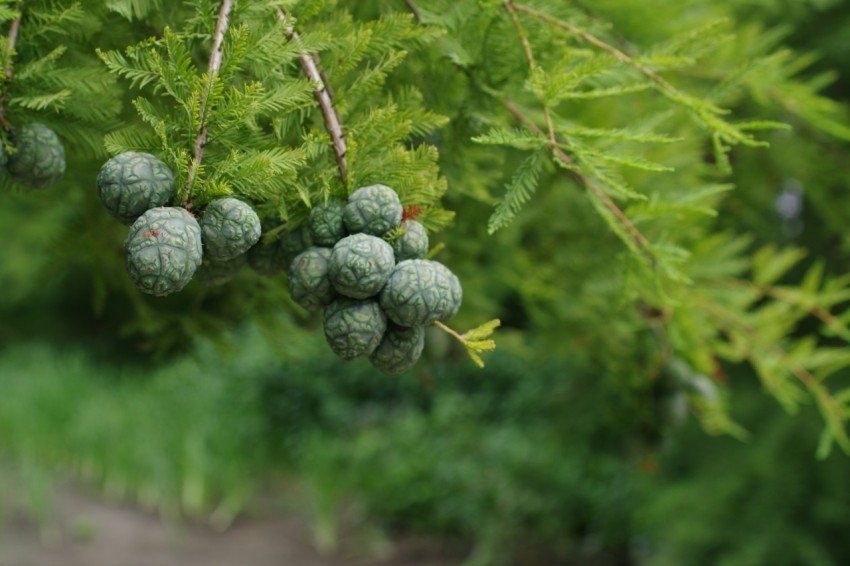 a bunch of green berries hanging from a tree