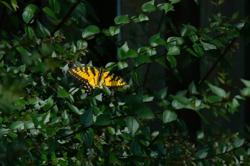 a yellow butterfly sitting on top of a leafy tree