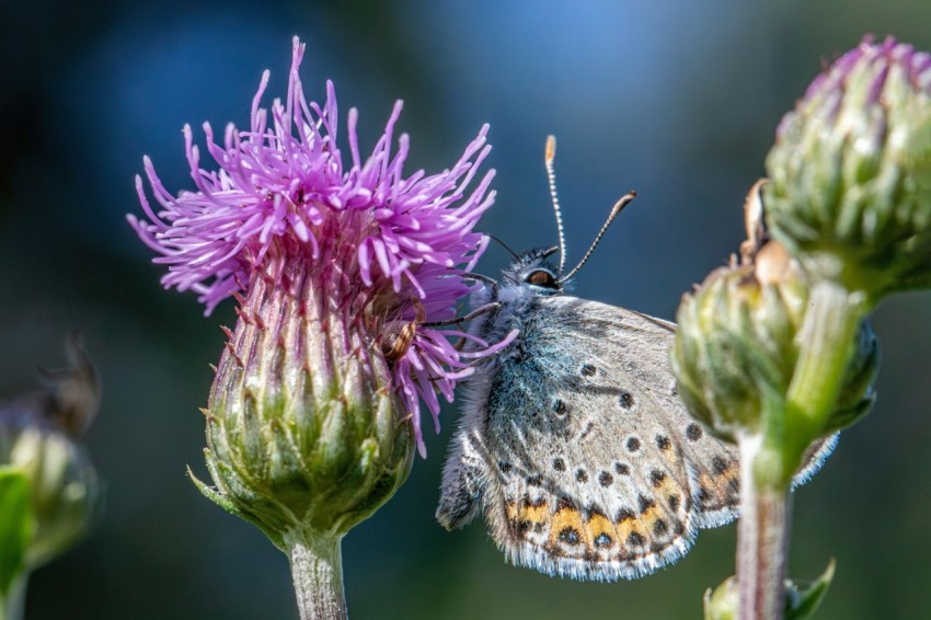 a butterfly sitting on top of a purple flower