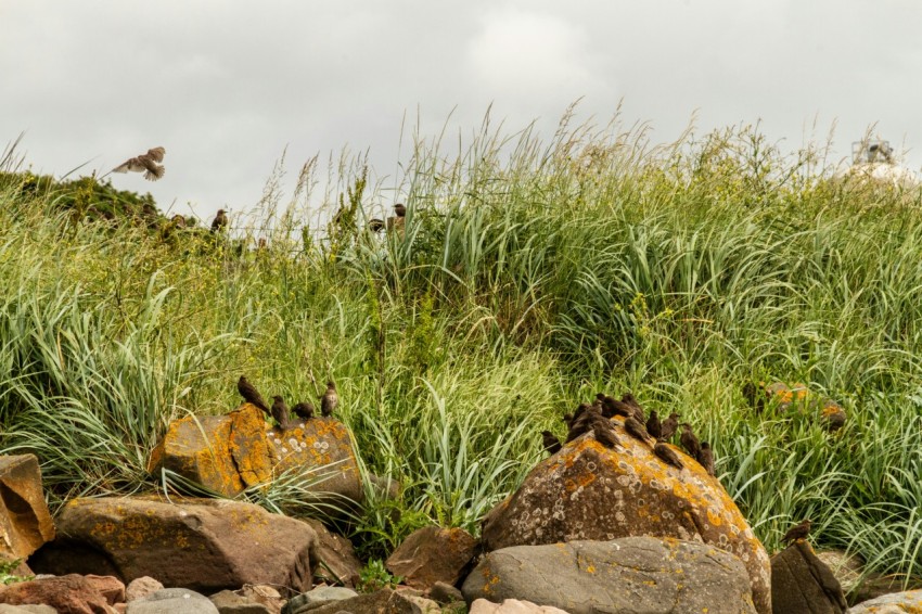 a group of rocks sitting on top of a grass covered hillside