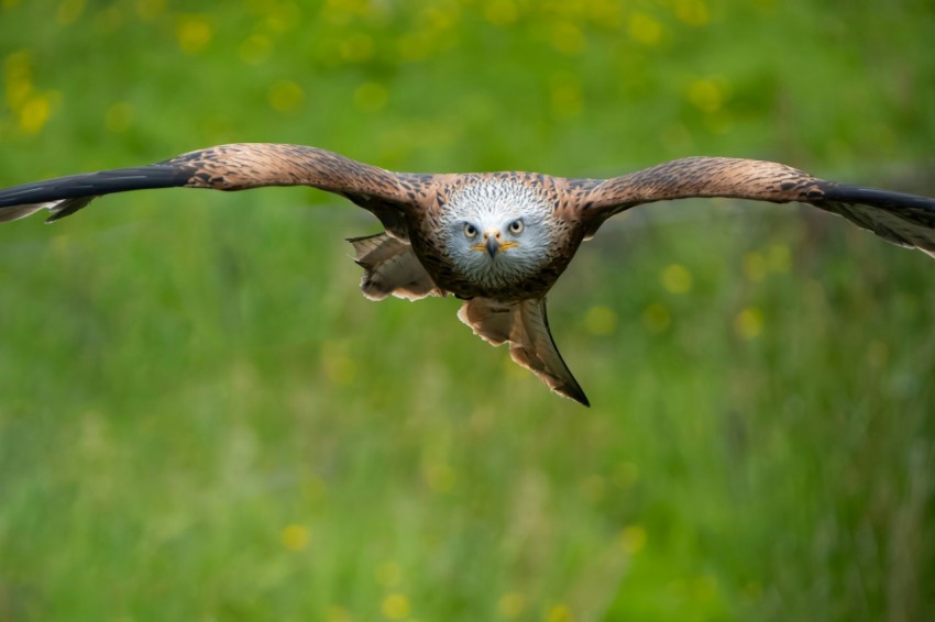 a large bird flying over a lush green field