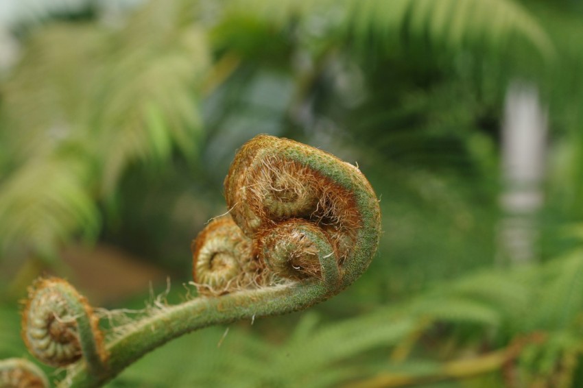 a close up of a plant with leaves in the background