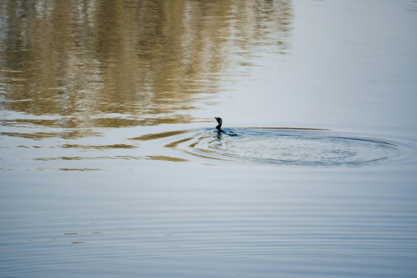 a bird is swimming in the water near trees