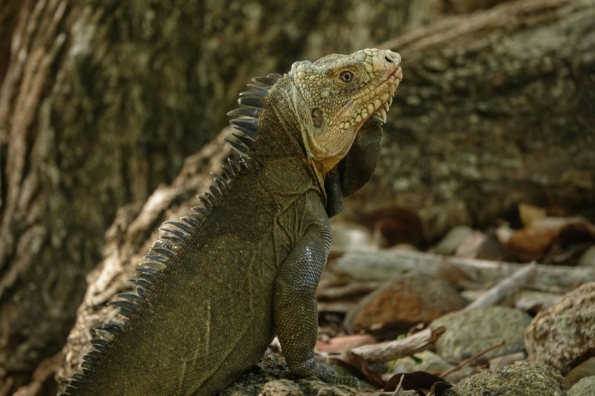 a large lizard sitting on the ground next to a tree