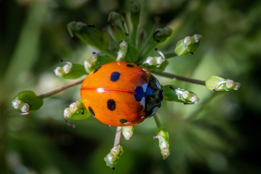 a lady bug sitting on top of a green plant IzKkTTjDa