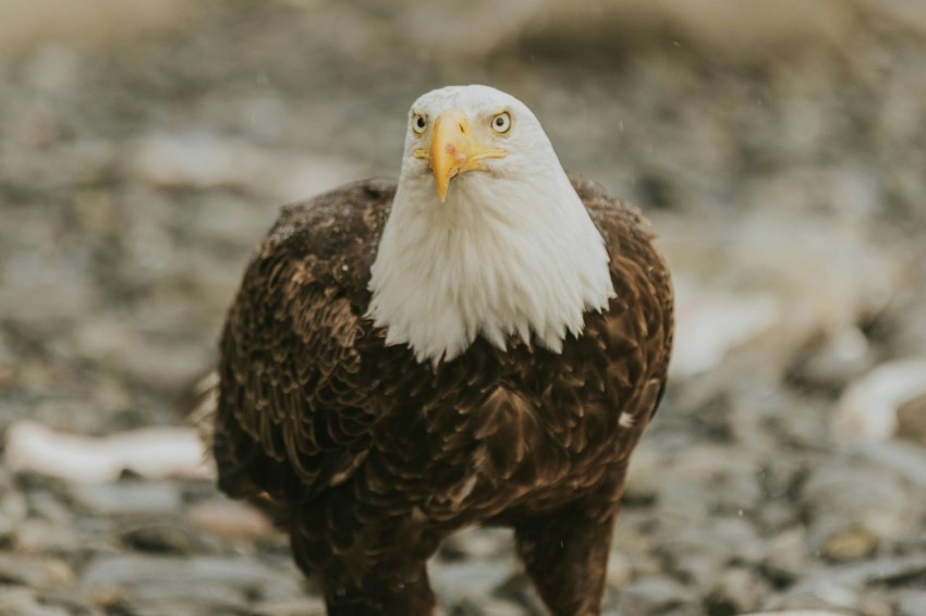 a bald eagle standing on a rocky ground Dv0Gr