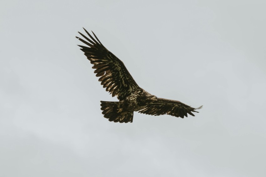 a large bird flying through a cloudy sky