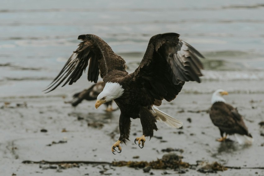 a group of bald eagles landing on the beach