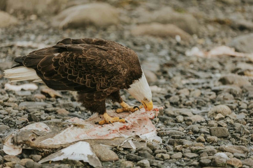 a bald eagle eating a fish on the ground