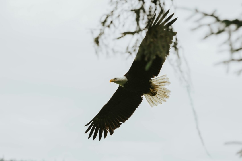 a bald eagle soaring through the air with a tree in the background