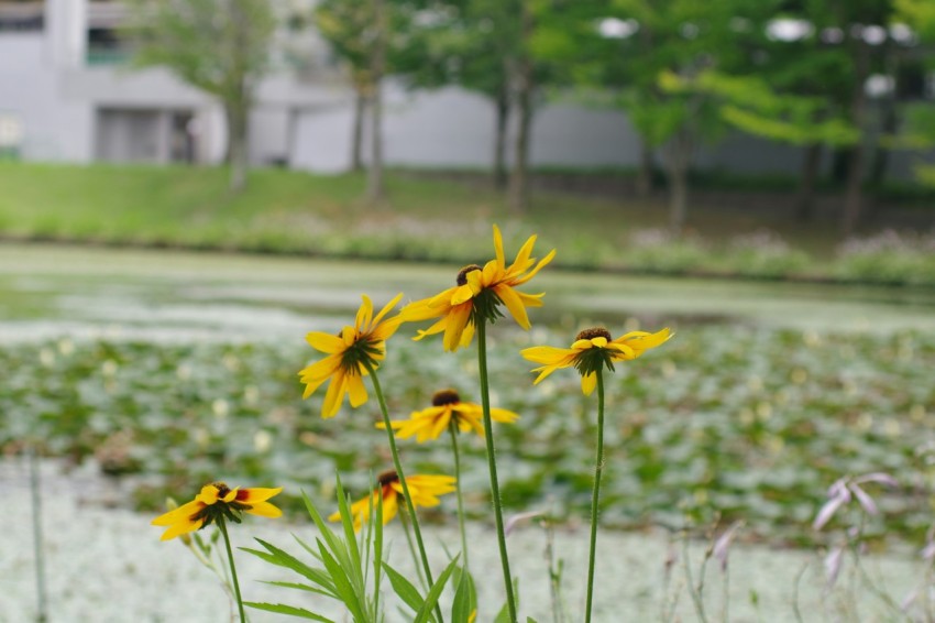 some yellow flowers are growing in a field RIxZ_db08