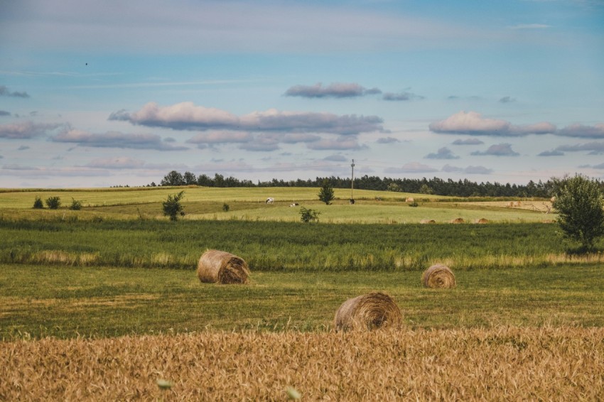 a group of hay bales in a field