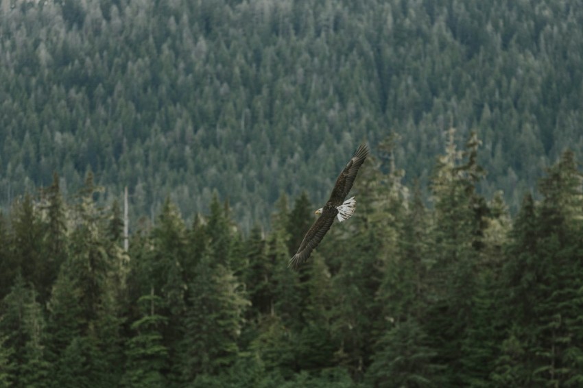 a large bird flying over a forest filled with trees