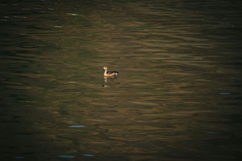 a duck floating on top of a body of water