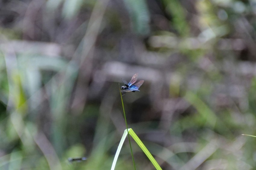 a small blue insect sitting on top of a green plant