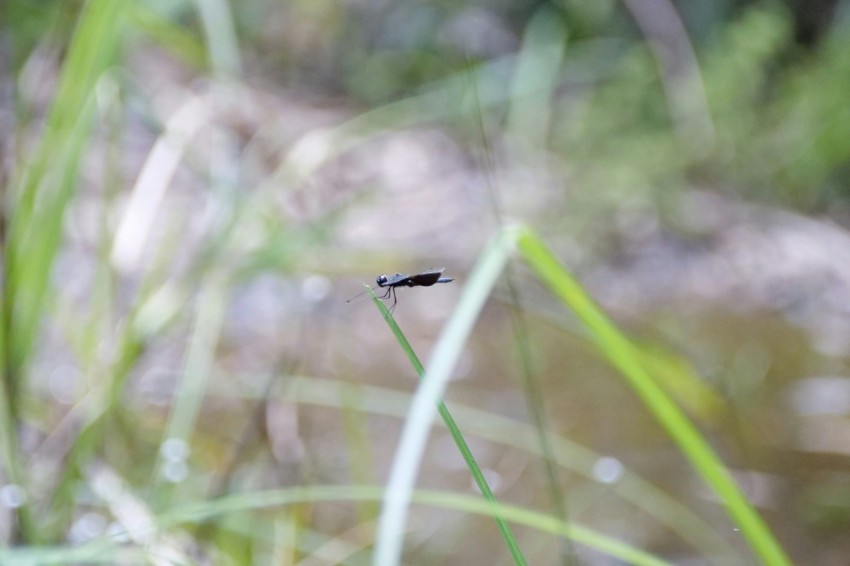 a small black insect sitting on top of a green plant X