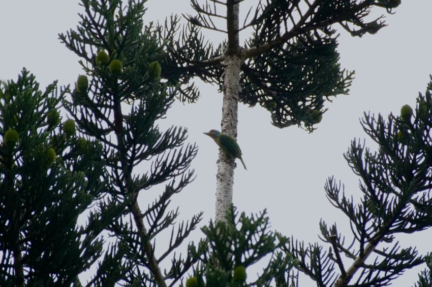 a bird perched on top of a tall tree