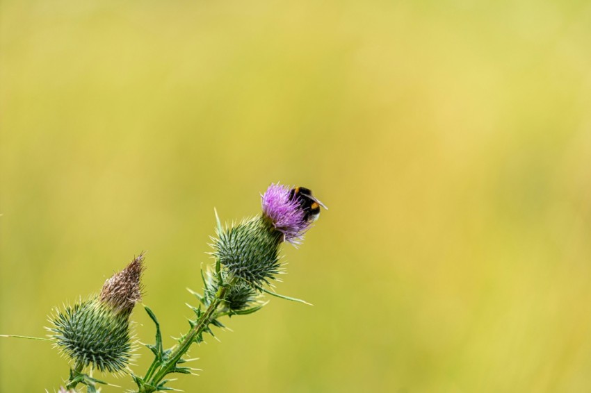 a bee is sitting on a thistle flower