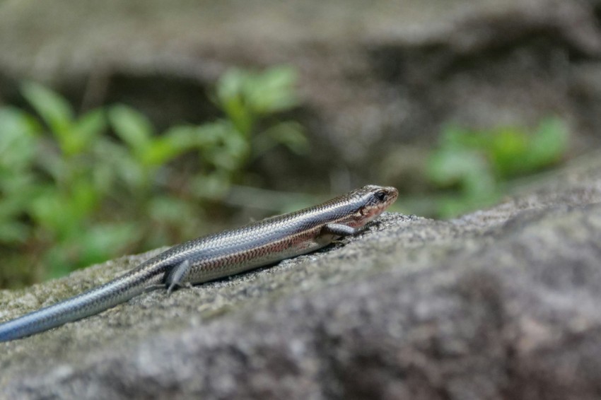 a close up of a lizard on a rock rcFbr