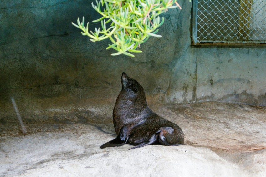 a seal sitting on a rock in a zoo enclosure