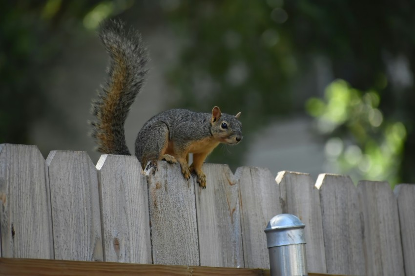 a squirrel sitting on top of a wooden fence