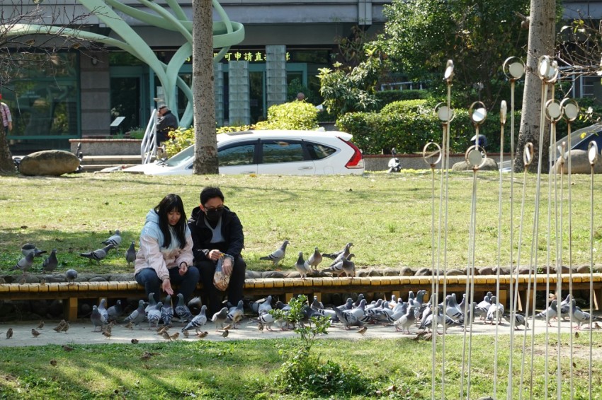 two people sitting on a bench surrounded by birds tl1HTh