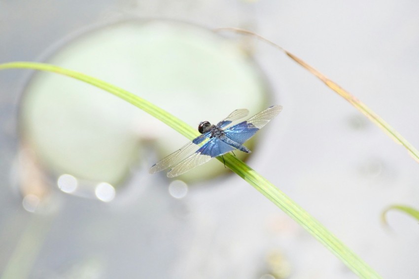 a blue and black insect sitting on top of a green plant k7oT4E