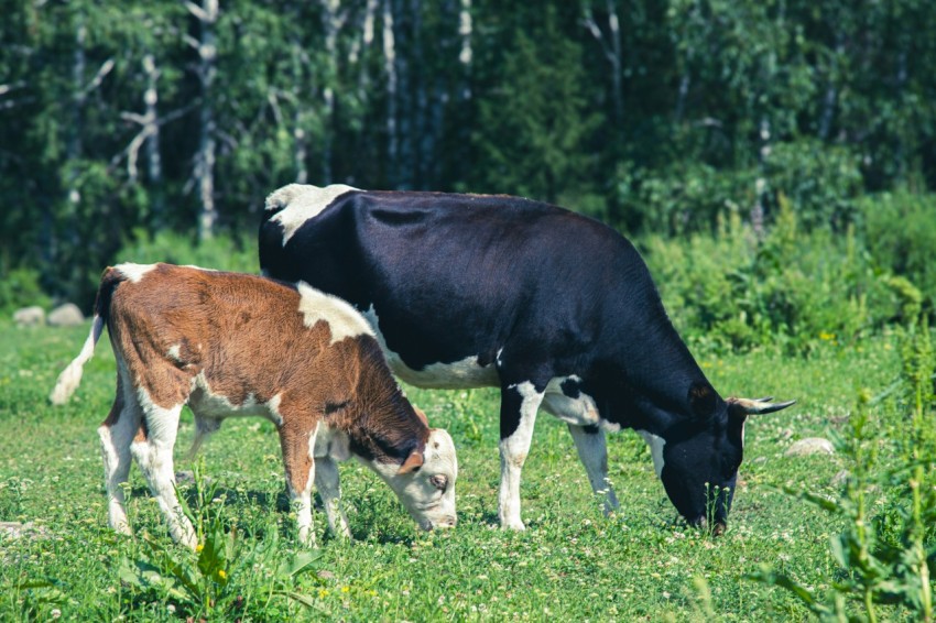 a couple of cows that are standing in the grass