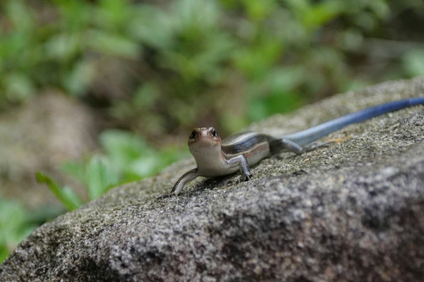 a small lizard sitting on top of a rock