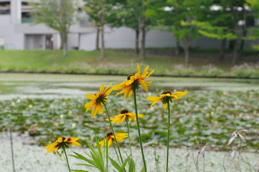 a field of yellow flowers next to a pond n5rxZ