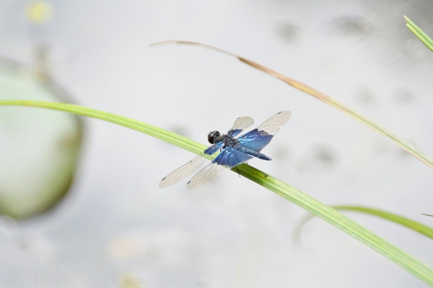 a blue dragonfly sitting on top of a green plant
