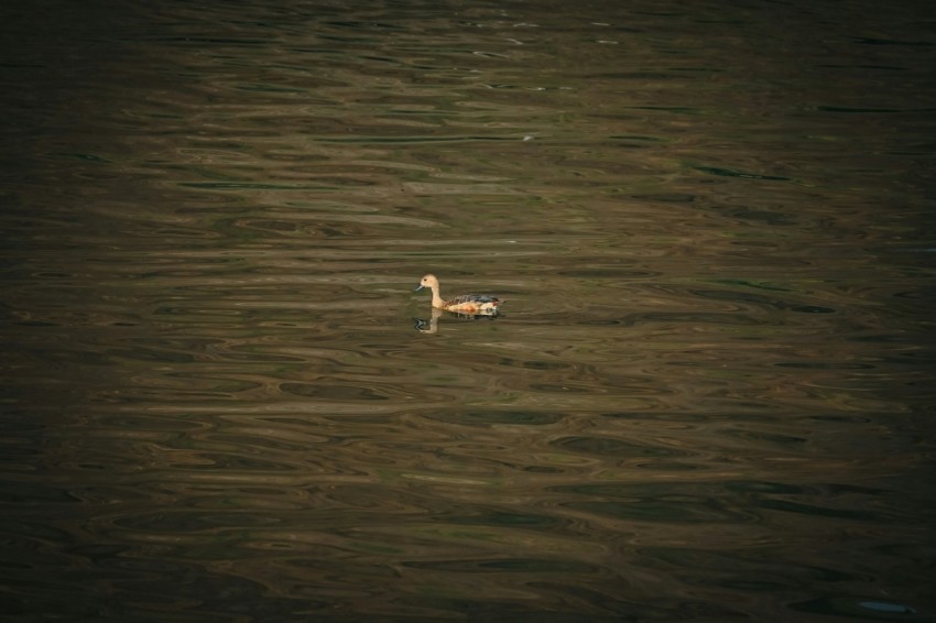 a duck floating on top of a body of water d 7tV9Ek