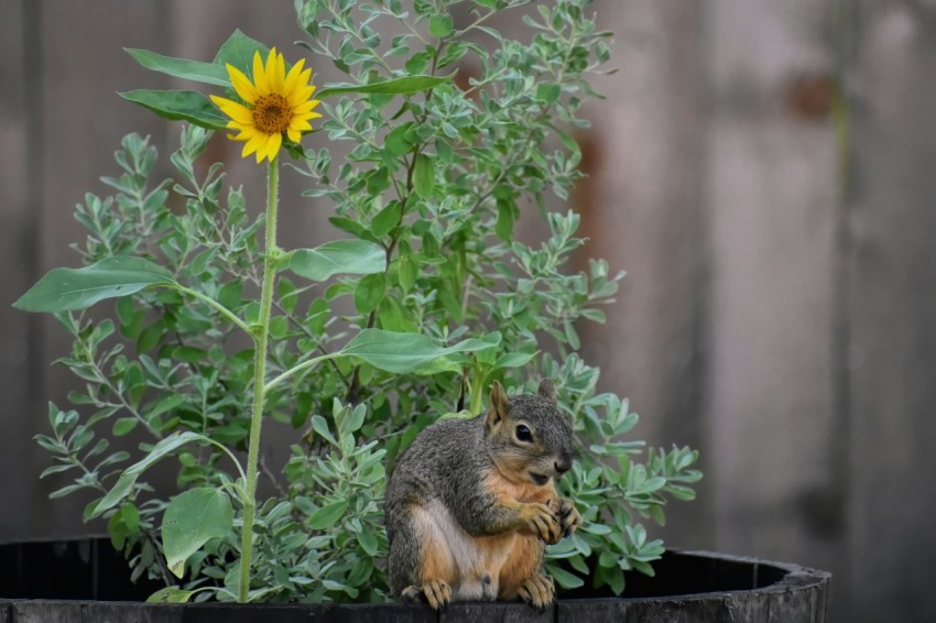 a small squirrel sitting in a flower pot