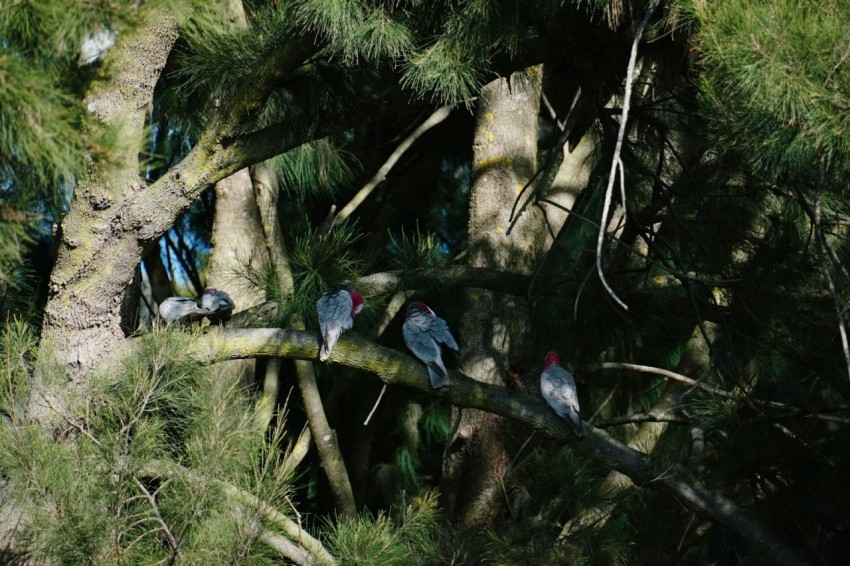 a flock of birds sitting on top of a tree