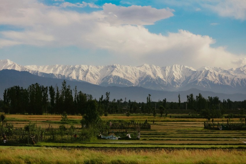 a field with mountains in the background