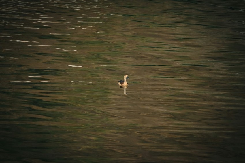 a bird floating on top of a body of water