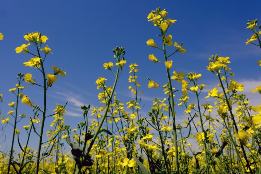 a field full of yellow flowers under a blue sky