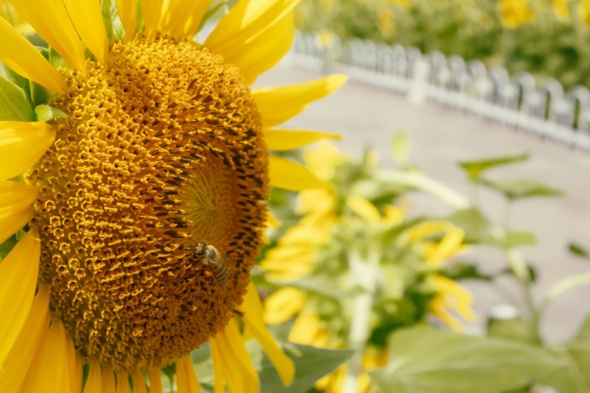 a large sunflower with a bee on it