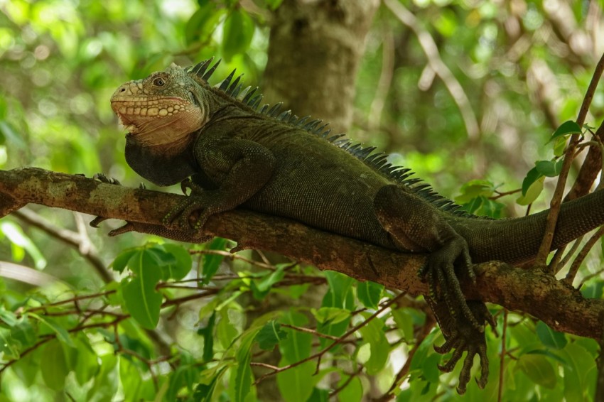 a large lizard sitting on a tree branch