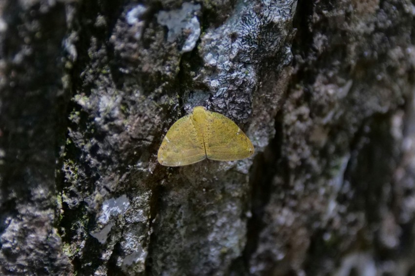 a small yellow leaf on the bark of a tree