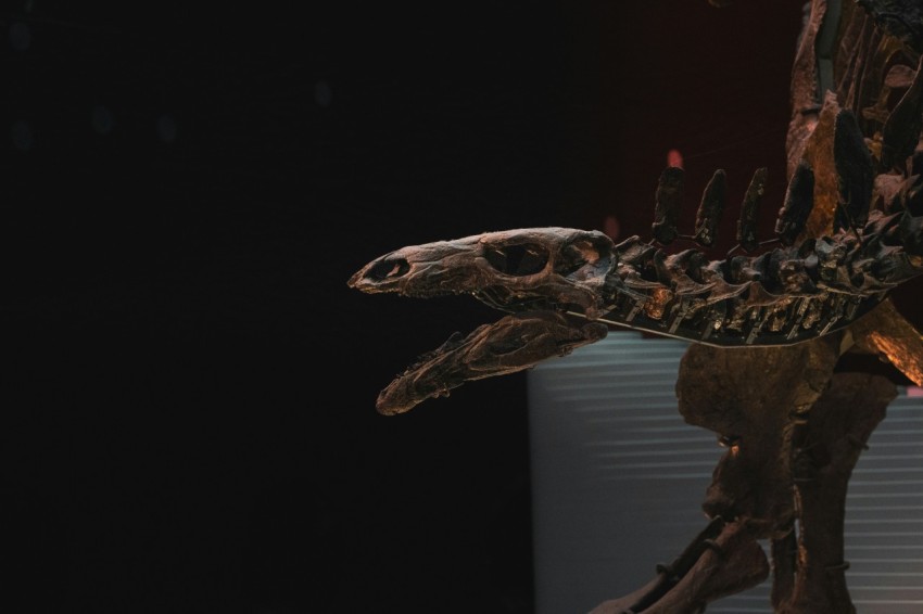 a skeleton of a dinosaur in the dark