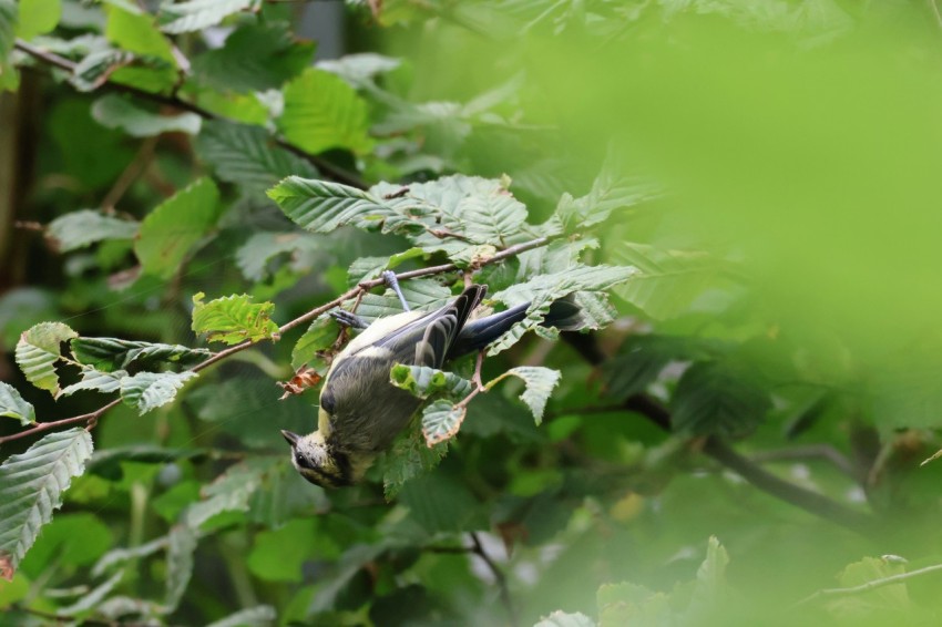 a bird sitting on a branch in a tree 6C