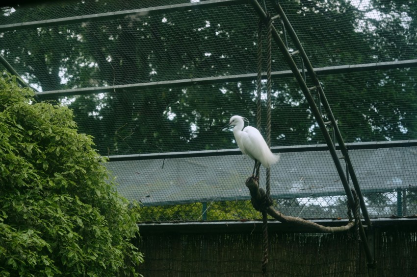 a white bird sitting on top of a tree branch