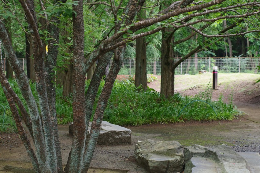 a park with a bench and trees in the background