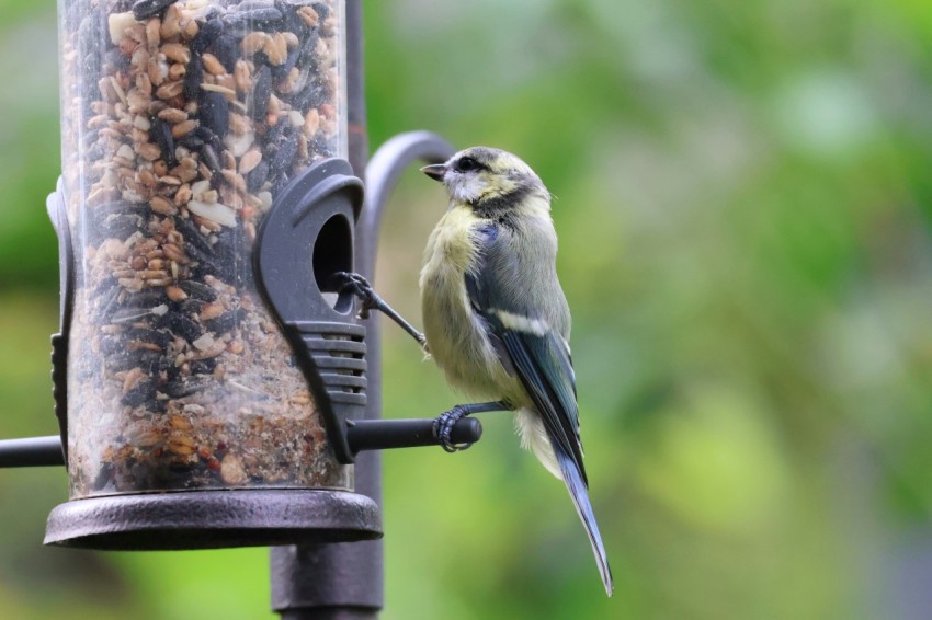 a bird that is sitting on a bird feeder