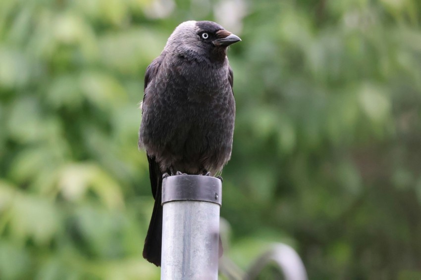 a black bird sitting on top of a metal pole