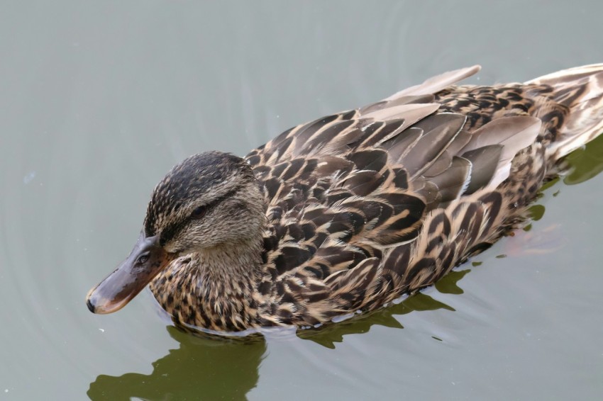 a duck floating on top of a body of water