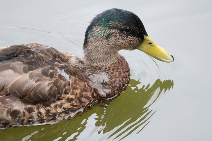 a duck floating on top of a body of water