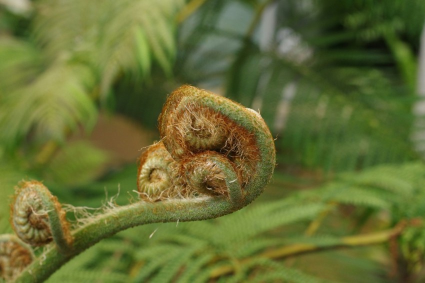 a close up of a plant with leaves in the background