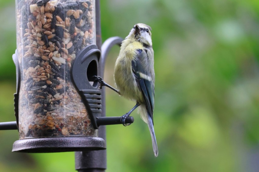 a bird that is sitting on a bird feeder V